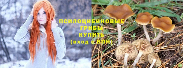 крисы Абаза